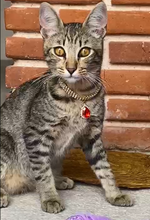 Cargar imagen en el visor de la galería, Collar de Lujo 🐾🐱💫